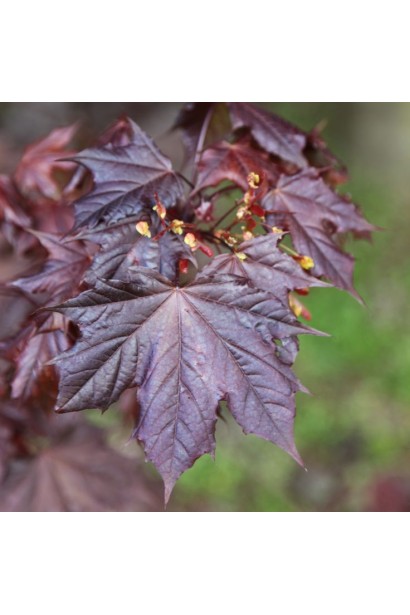 Клен гостролистий Крімсон Сентрі | Acer platanoides Crimson Sentry| Клён остролистный Кримсон Сентри 